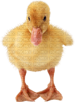 duck katrin - ücretsiz png