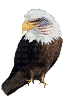 EAGLE w Flag Face BEST *********** - Free animated GIF