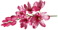 kukka fleur flower - zadarmo png