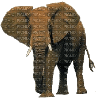 éléphant - Gratis geanimeerde GIF