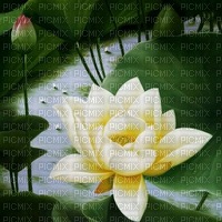 Background Lotus - PNG gratuit
