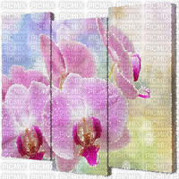 orchidee milla1959 - GIF เคลื่อนไหวฟรี