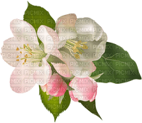 déco fleurs /Clody - PNG gratuit