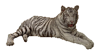 Tiger - Ücretsiz animasyonlu GIF