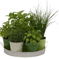 Herbes Aromatiques - zadarmo png