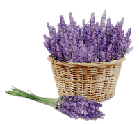 Lavender bouquet and basket - ücretsiz png