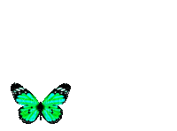 Papillon fluo- voler - liberté