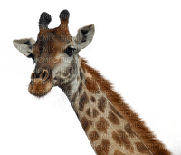 girafe - ücretsiz png