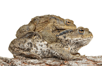 sammakko, frog - ingyenes png