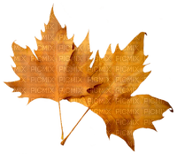 leaves Bb2 - 免费PNG