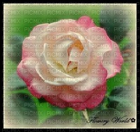 Pink Rose Single - Free PNG