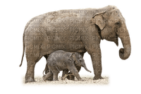 minou-Elephant-animal - gratis png