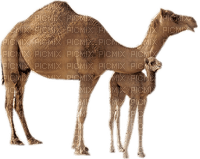 camello - zdarma png
