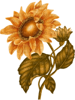 autumn deco kikkapink png vintage sunflower - фрее пнг