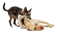 Dogs Playing - Darmowy animowany GIF