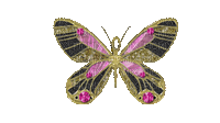 Butterfly - Besplatni animirani GIF