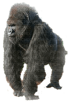 Kaz_Creations Monkey Animals - PNG gratuit