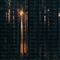 forest - GIF animado gratis