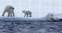 polar bear bp - GIF animado grátis