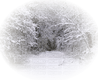 cecily-hiver arbres