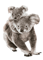 koala - ingyenes png