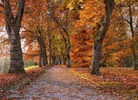 maisema landscape syksy autumn - png gratuito