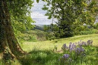 field background - Free PNG