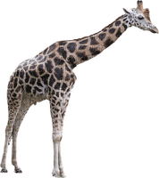 Kaz_Creations Giraffe - 免费PNG