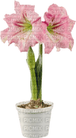 Kaz_Creations Deco Flowers Flower Colours vase Plant - darmowe png