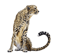 cheetah bp - 無料png