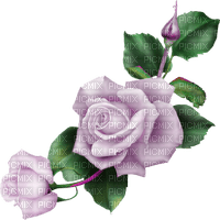 roses  Bb2 - darmowe png