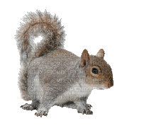 Squirrel N Nut - Бесплатный анимированный гифка