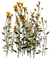 Flores - δωρεάν png