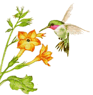 MMarcia gif, beija-flor - Darmowy animowany GIF