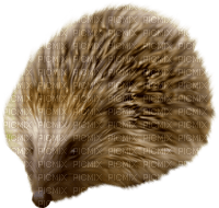 hedgehog kikkapink png deco animal autumn - ilmainen png