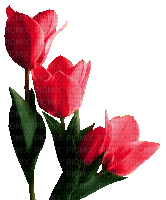 Blumen, Flowers, Tulpen - Animovaný GIF zadarmo