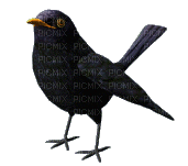Crow 2 - Free animated GIF