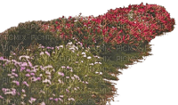 flower field - darmowe png
