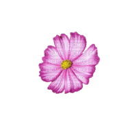 цветок - GIF animé gratuit