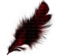 Feather - png grátis