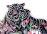 Y.A.M._Animals tiger - gratis png