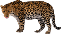 Kaz_Creations Leopard - png gratuito