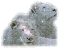 aze lion blanc White - Free animated GIF