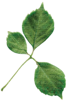 Kaz_Creations Deco Leafs Leaves - Free PNG
