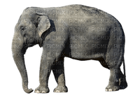 Kaz_Creations Elephants Elephant - besplatni png