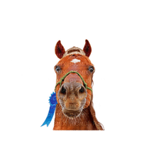 horse head bp - zdarma png
