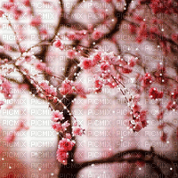 Cherry Blossom Bloom BG