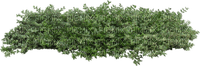 Tube Plante Verte - bezmaksas png