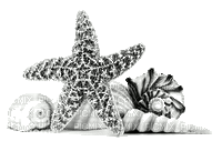 starfish sea star shell (created with gimp)