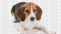 maj beagle - PNG gratuit
